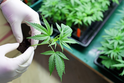 medical marijuana and firearm possesion pennsylvania