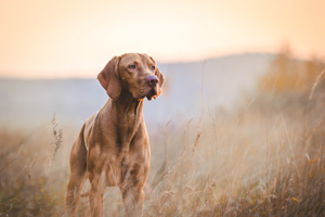 vizsla dog