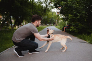 Rabies is a dog. A man tries to cope with a domestic pet, who attacks his teeth and evil. Labrador